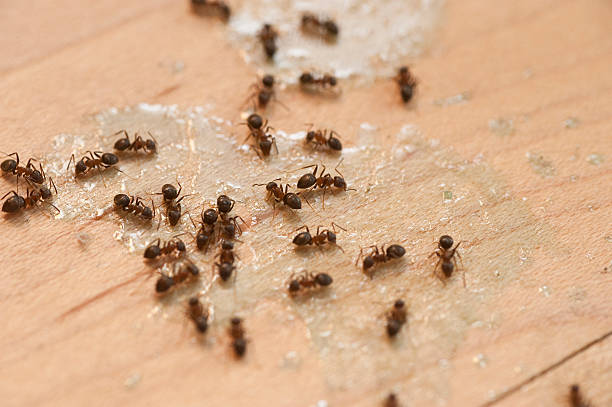 Best Insect Control  in Camden, OH