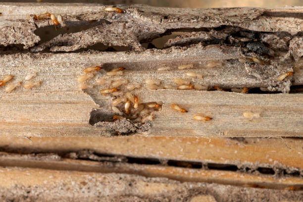 Best Pest Prevention Services  in Camden, OH